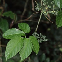 Cayratia pedata (Lam.) Gagnep.